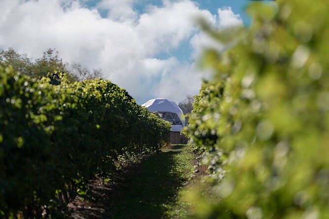 1 Hour Private Vineyard Dome Experience in Niagara-on-the-Lake - Is $45.06 good value?