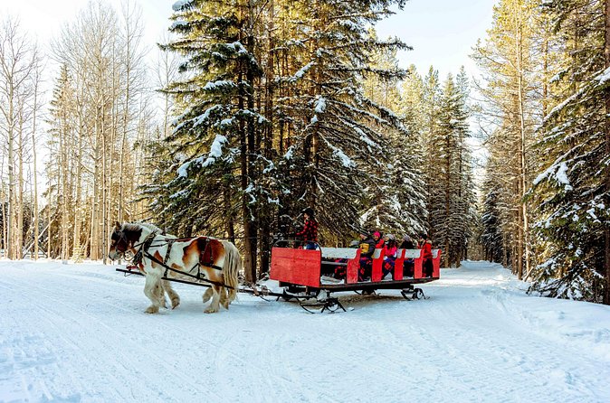 1 Hour Shared Winter Sleigh Ride Experience in Kananaskis - Hot chocolate, bonfires, and optional extras