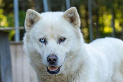 15 min. Tadoussac : Behind-the-Scenes Sled Dog Kennel Tour