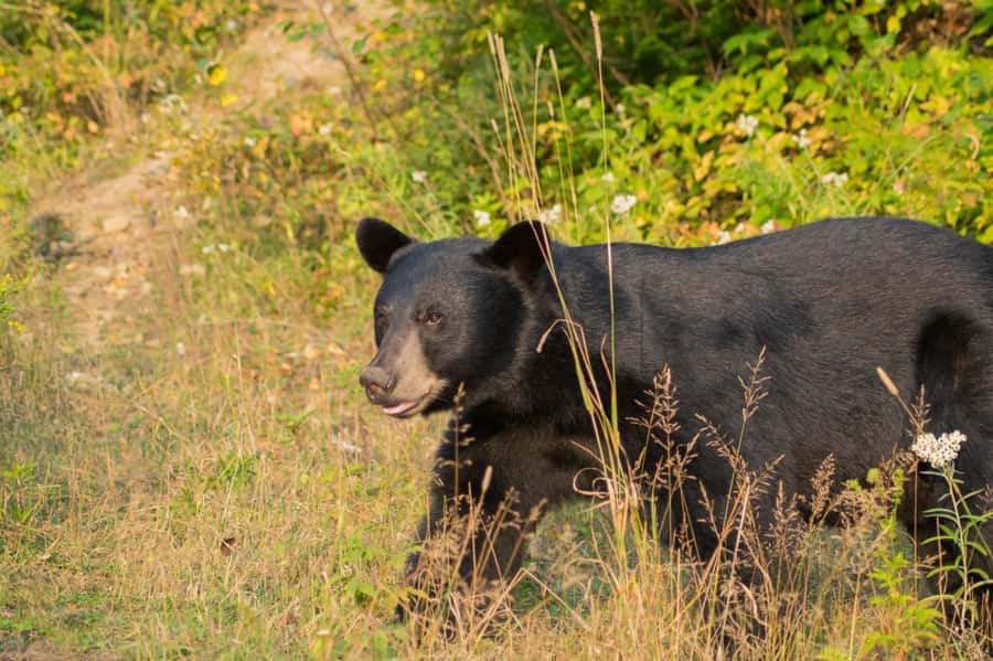 15 min. Tadoussac : Black Bear Observation with Expert Guide - Key points at a glance