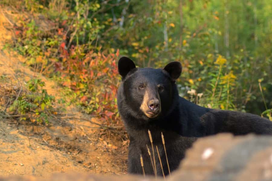 15 min. Tadoussac : Black Bear Observation with Expert Guide - A practical bear outing near Tadoussac