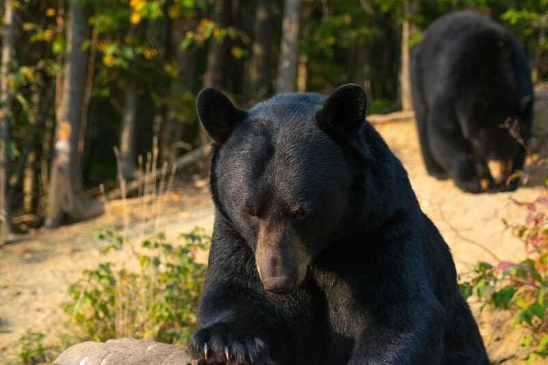 15 min. Tadoussac : Black Bear Observation with Expert Guide - Who will enjoy this two-hour experience