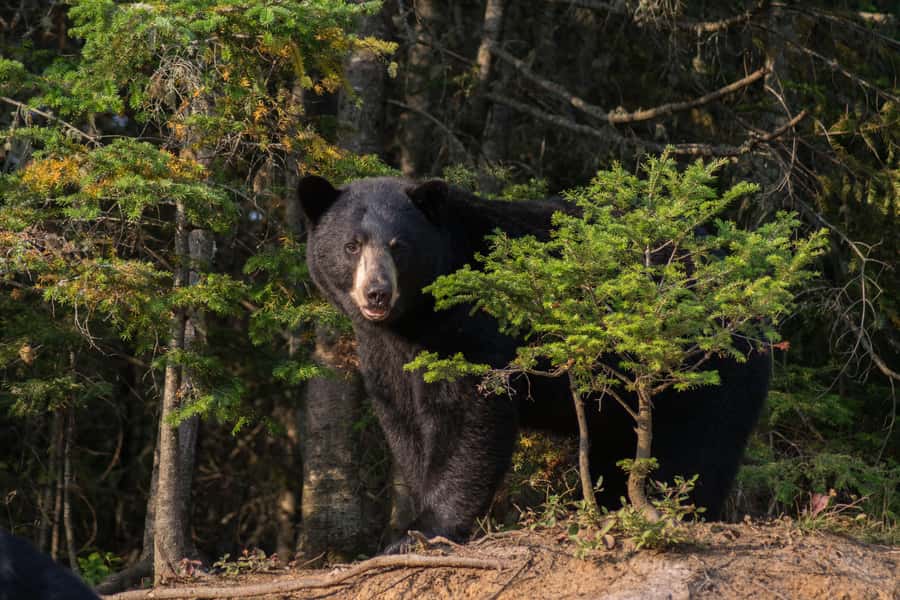 15 min. Tadoussac : Black Bear Observation with Expert Guide - Booking value, cancellation, and timing