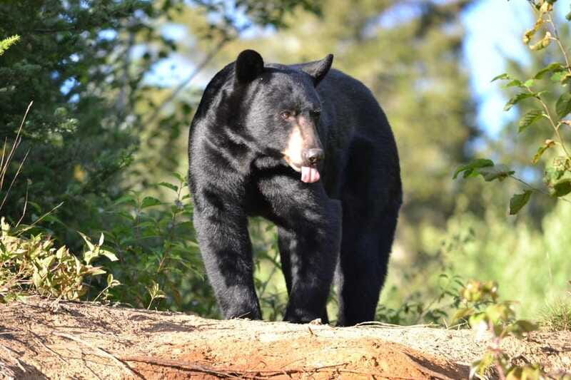 15 min. Tadoussac : Black Bear Observation with Expert Guide - Should you book the Tadoussac black bear watch?