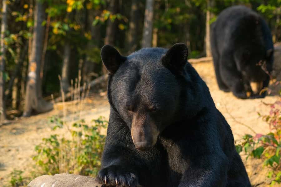 15 min. Tadoussac : Black Bear Observation with Expert Guide - Meeting the guide at Domaine de l’ours noir