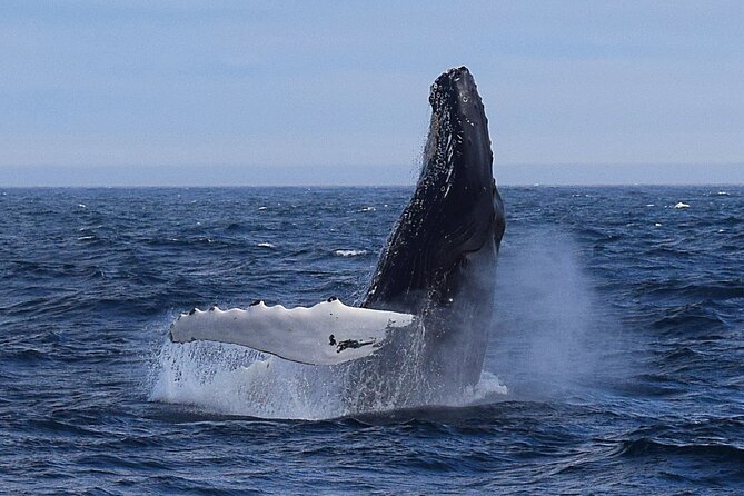 2 Hour Award-Winning Whale and Seabird Boat Tour from St. John's - Key things to know before you sail