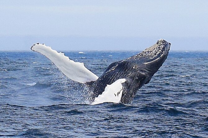 2 Hour Award-Winning Whale and Seabird Boat Tour from St. John's - Why this two-hour cruise is worth your time