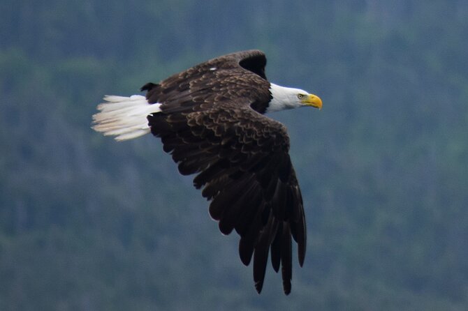 2 Hour Award-Winning Whale and Seabird Boat Tour from St. John's - Fort Amherst and the working Atlantic entrance
