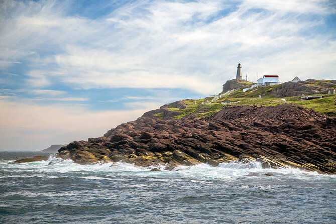2 Hour Award-Winning Whale and Seabird Boat Tour from St. John's - What the wildlife season really means