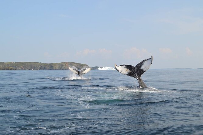 2 Hour Boat Tour in Twillingate - Setting out from Twillingate’s harbour