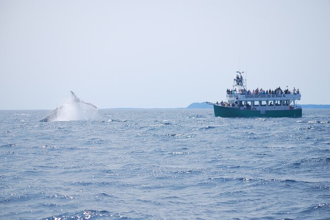 2 Hours Guided Whale and Bird Boat Tour in Bay Bulls - Whales and dolphins are a bonus, not a promise