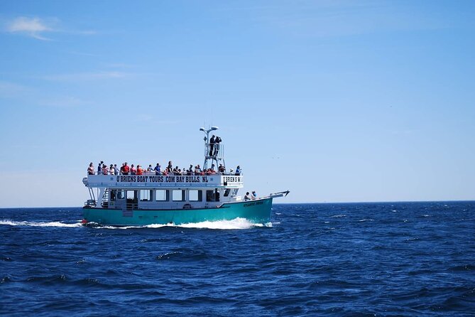 2 Hours Guided Whale and Bird Boat Tour in Bay Bulls - The best months for puffins and seabirds
