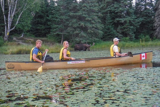 3 Day Algonquin Park Canoe Trip - Moose & Beaver Safari - Day one: Canoe Lake to the backcountry