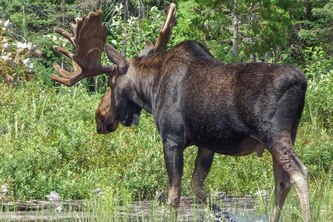3 Day Algonquin Park Canoe Trip - Moose & Beaver Safari - Food, dietary needs, and camp comfort