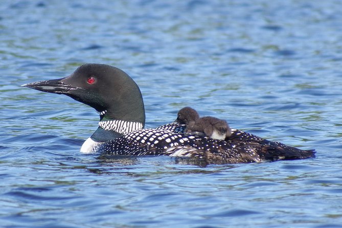 3 Day Algonquin Park Canoe Trip - Moose & Beaver Safari - The parts that may test your patience