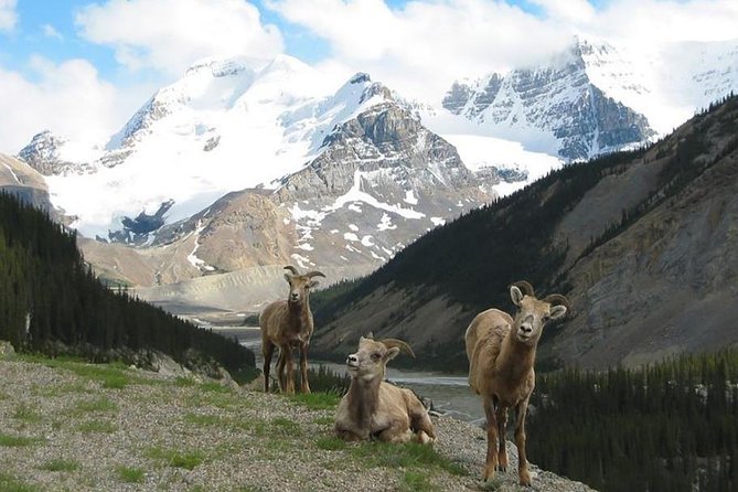 3-Day Glacial Tour package, Columbia Icefield, Jasper, LakeLouise - Guides, buses, and the human side of the trip