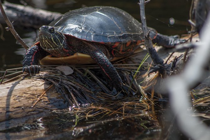 6 Hour Algonquin Park Canoe Trip - Forest edibles and the appeal of guided interpretation