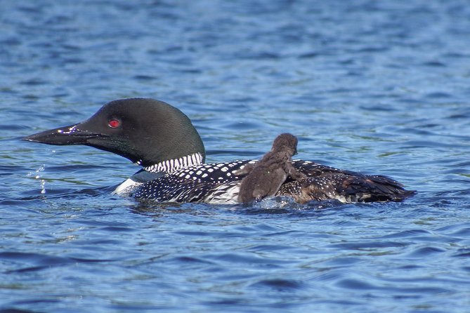 6 Hour Algonquin Park Canoe Trip - Canoe Lake, quiet corners, and local stories