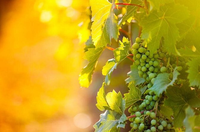 8 Hour Ontario Wine Tour with Cheese and Charcuterie - Price and Value at $262.20 Per Person