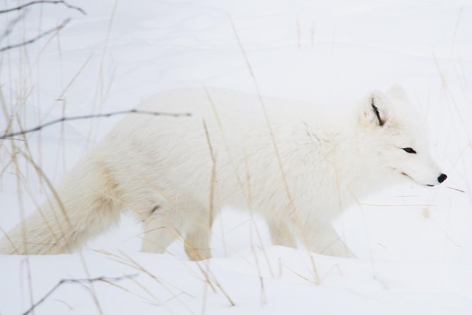 Active Winter Adventure in Yukon | 5 days - Clothing, fitness, and group size
