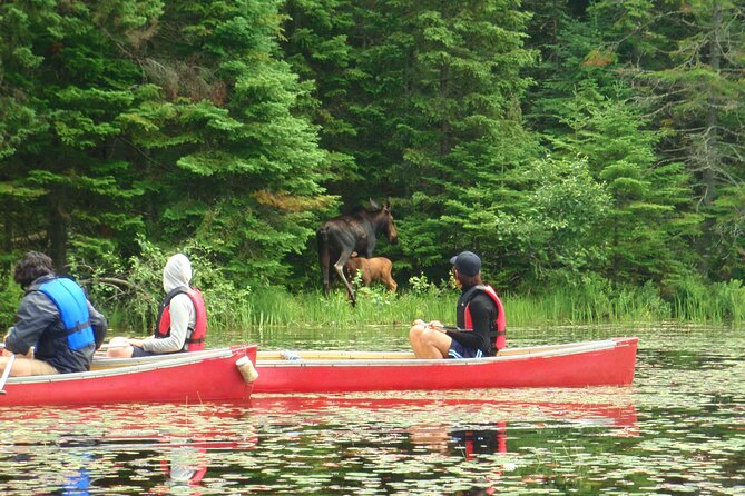 Algonquin Park 3-Day Deluxe Camping & Canoeing Adventure - Day two: beaver country, wildlife watching, and a serious dinner