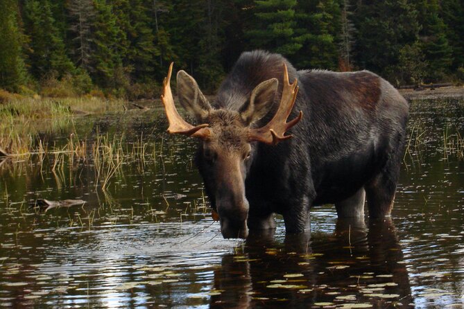 Algonquin Park 4-Day Deluxe Camping & Canoeing Adventure - Day one: campfire skills, wildlife stories, and stars