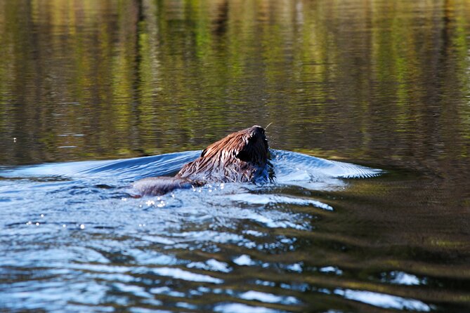 Algonquin Park 4-Day Deluxe Camping & Canoeing Adventure - Day two: beaver country, swimming, and a large camp feast