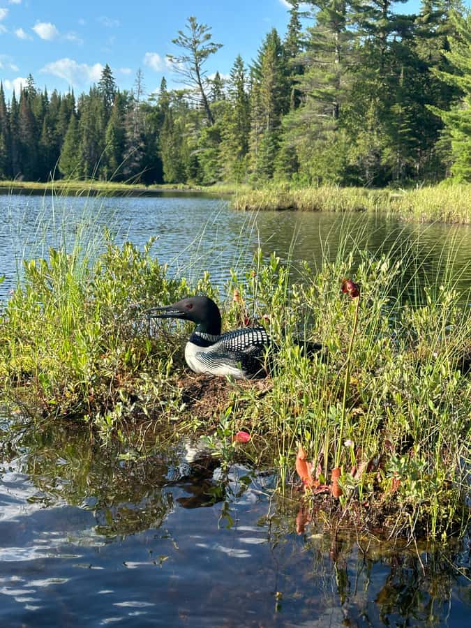 Algonquin Park: Deluxe 4-Day/3-night Canoeing/Camping - Key points to know before you go