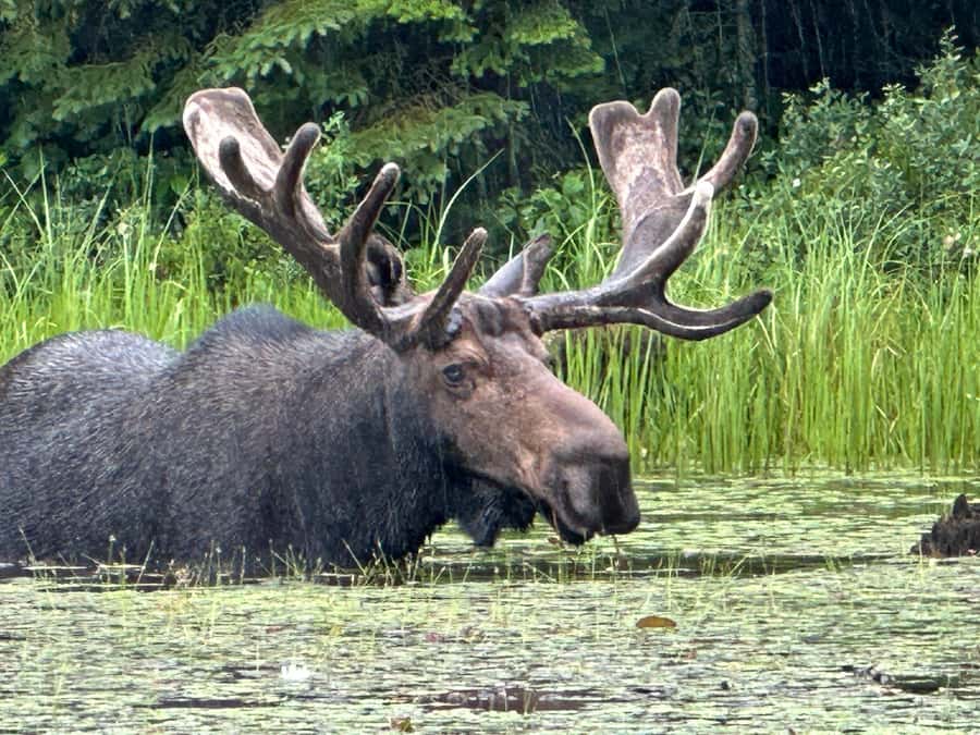 Algonquin Park: Deluxe 4-Day/3-night Canoeing/Camping - The beaver lodge and winding river