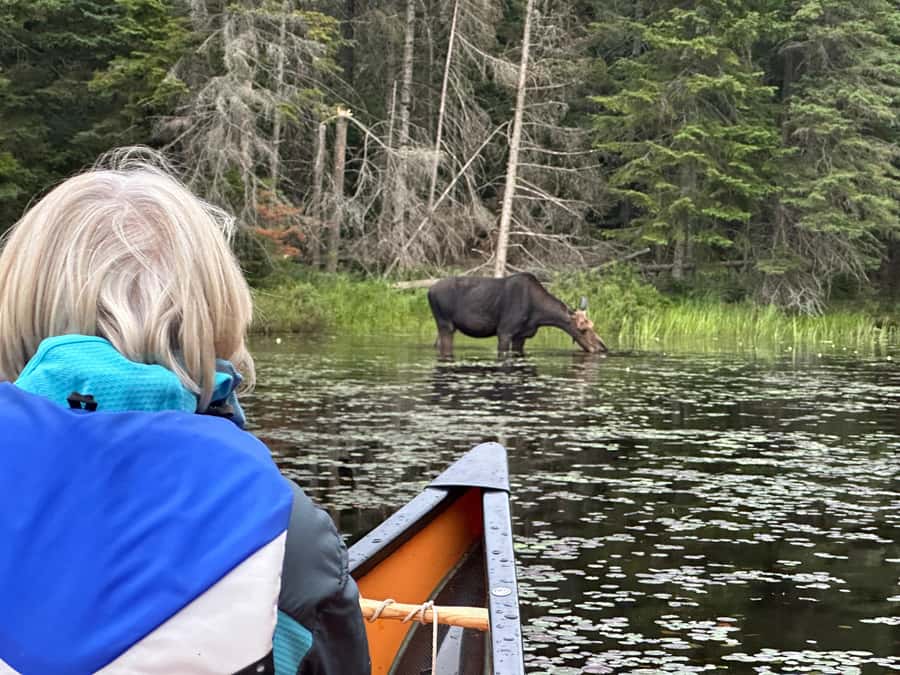 Algonquin Park: Deluxe 4-Day/3-night Canoeing/Camping - A four-day base camp in the wild