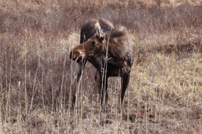 Algonquin Park Hiking: Adventure Tour from Toronto
