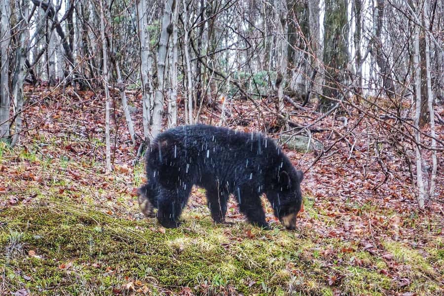Algonquin Park Hiking: Adventure Tour from Toronto - Ragged Falls, Lake of Two Rivers, and the park’s viewpoints