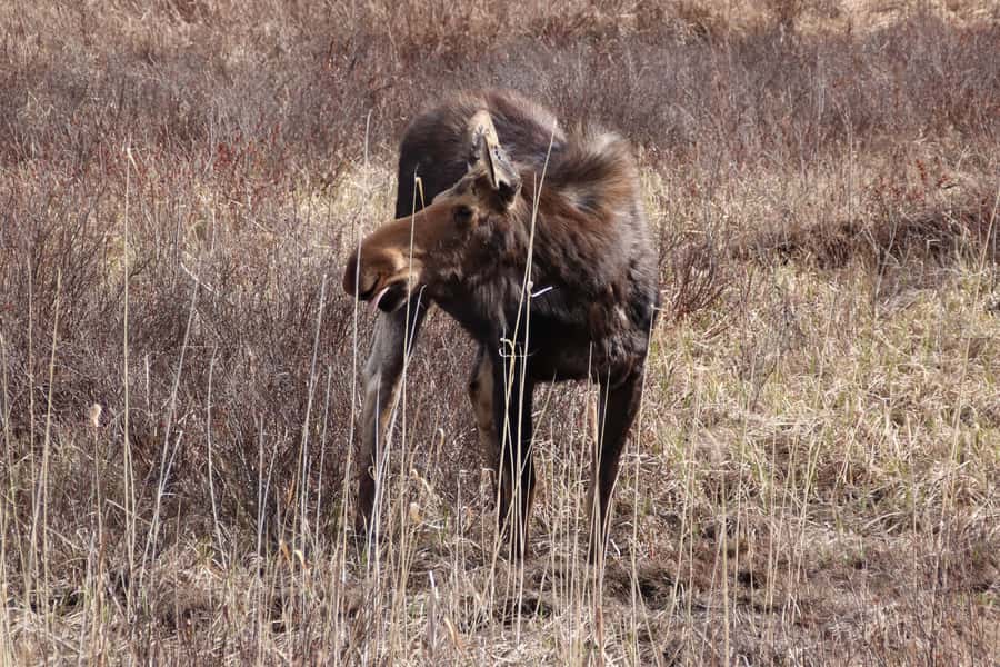 Algonquin Park Hiking: Adventure Tour from Toronto - Six hours among Algonquin’s forests and lakes