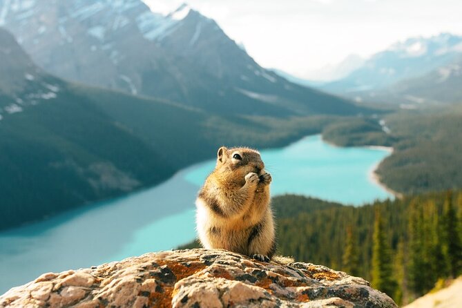 Along Icefields Parkway: Peyto Lake, Bow Lake & Columbia Icefield - The Crossing Resort and the lunch decision