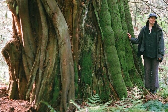 Ancient Trees of Vancouver Walking Tour - Why Stanley Park’s old trees matter