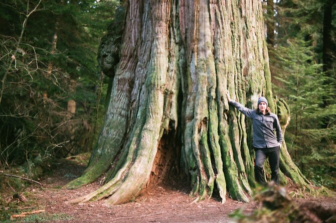 Ancient Trees of Vancouver Walking Tour - The forest walk and its ancient cedars