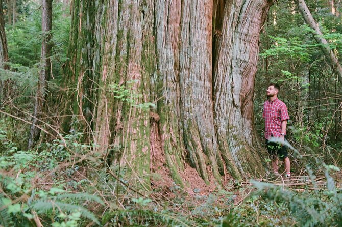 Ancient Trees of Vancouver Walking Tour - How much time and money should you allow?