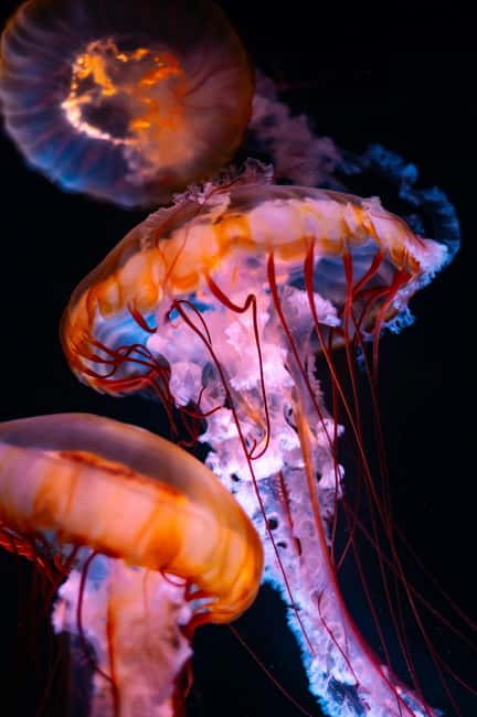 Aquarium & StanleyPark+20 Gem Spots+City/Vip Car+Small Group - Key things to know before booking