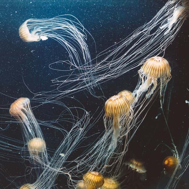 Aquarium & StanleyPark+20 Gem Spots+City/Vip Car+Small Group - The optional photo package may suit families