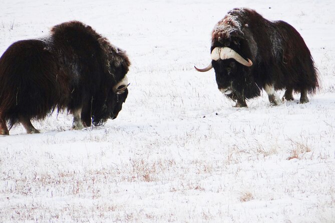 Arctic Day: Yukon Wildlife Half Day Viewing Tour - A practical afternoon from Whitehorse