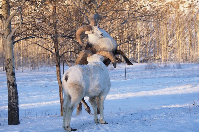 Arctic Day: Yukon Wildlife Half Day Viewing Tour - The animals you may see