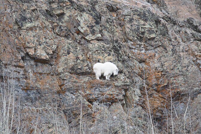 Arctic Day: Yukon Wildlife Half Day Viewing Tour - What the guide adds, and where the tour can fall short