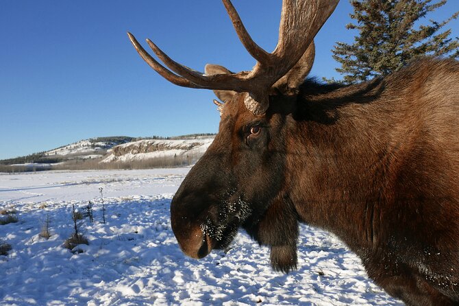 Arctic Day: Yukon Wildlife Half Day Viewing Tour - Photography, viewing, and the pace of the visit