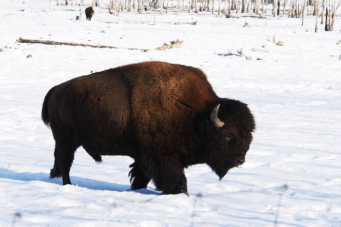 Arctic Day: Yukon Wildlife Half Day Viewing Tour - Is $132.53 a fair price?