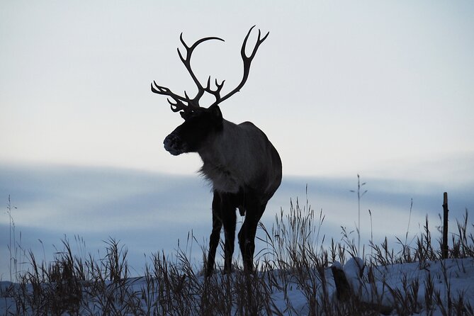 Arctic Day: Yukon Wildlife Half Day Viewing Tour - Who will enjoy this outing most?