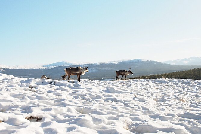 Arctic Day: Yukon Wildlife Half Day Viewing Tour - Entering the Yukon Wildlife Preserve