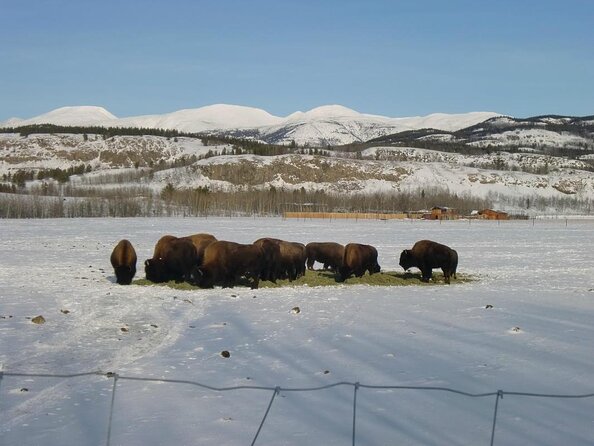 Arctic Day: Yukon Wildlife & Hot Springs Tour | half day - Key points at a glance