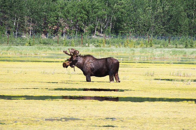 Arctic Day: Yukon Wildlife & Hot Springs Tour | half day - A five-hour Yukon afternoon without a rental car