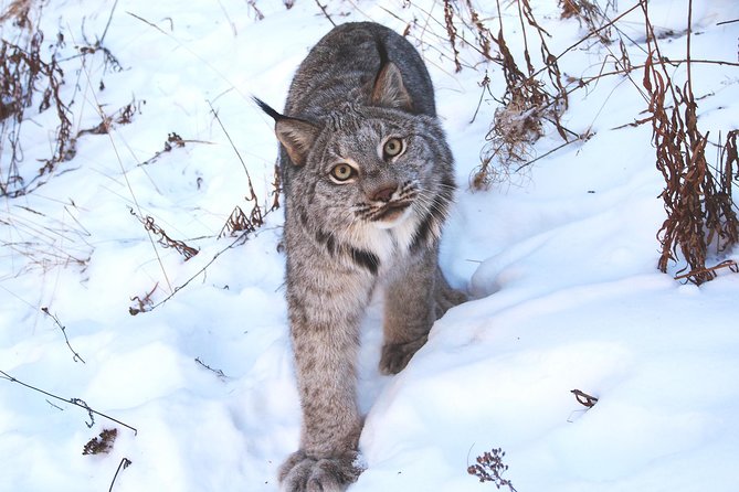 Arctic Day: Yukon Wildlife & Hot Springs Tour | half day - Is $195.91 a fair price?