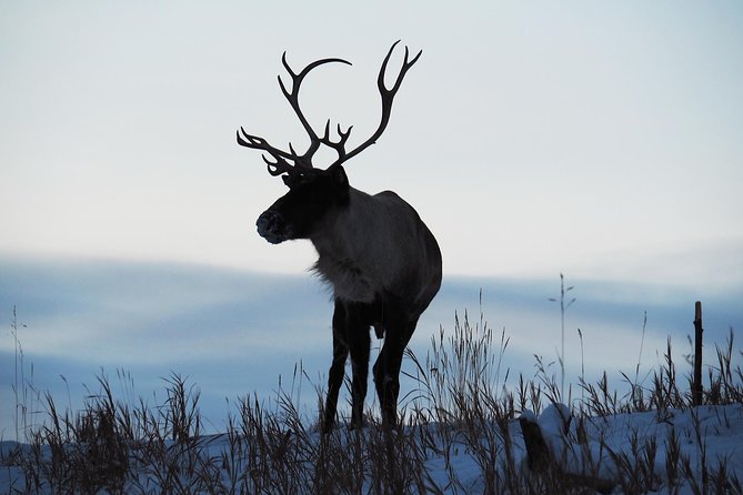 Arctic Day: Yukon Wildlife & Hot Springs Tour | half day - Timing, pickup, and practical planning